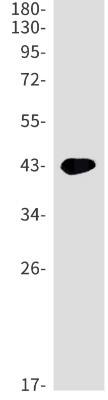 Western Blot: SP-D Antibody (S06-2B1) [NBP3-19975] - Western blot detection of SP-D in Rat lung cell lysates using NBP3-19975 (1:1000 diluted). Predicted band size: 38kDa. Observed band size: 43kDa.