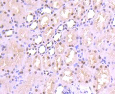Immunohistochemistry-Paraffin: SP1 Antibody (JF0950) [NBP2-67159] - Analysis of paraffin-embedded human kidney tissue using anti-SP1 antibody. Counter stained with hematoxylin.