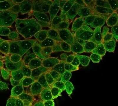 Immunocytochemistry/Immunofluorescence: SP100 Antibody (PCRP-SP100-1B9) [NBP3-13780] - Immunofluorescence Analysis of PFA-fixed HeLa cells stained using SP100 Antibody (PCRP-SP100-1B9) followed by goat anti-mouse IgG-CF488. Membrane stained with phalloidin.