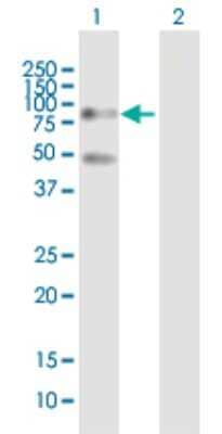 Western Blot: SP100 Antibody [H00006672-D01P] - Analysis of SP100 expression in transfected 293T cell line by SP100 polyclonal antibody.Lane 1: SP100 transfected lysate(53.80 KDa).Lane 2: Non-transfected lysate.