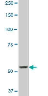 Western Blot: SP110 Antibody (8C8) [H00003431-M01] - SP110 expression in Jurkat ( Cat # L017V1 ).