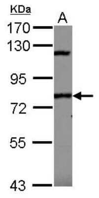 Western Blot: SP110 Antibody [NBP2-20461] - Sample (30 ug of whole cell lysate) A: 293T 7. 5% SDS PAGE gel, diluted at 1:1000.