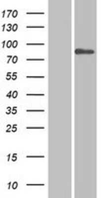 Western Blot: SP110 Overexpression Lysate (Adult Normal) [NBP2-09802] Left-Empty vector transfected control cell lysate (HEK293 cell lysate); Right -Over-expression Lysate for SP110.