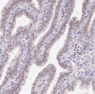 Immunohistochemistry-Paraffin SP9 Antibody