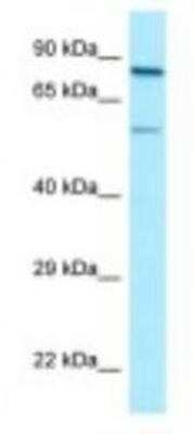 Western Blot SP9 Antibody - BSA Free