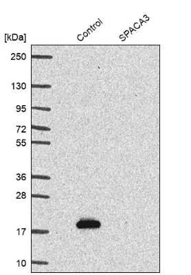 Western Blot: SPACA3 Antibody [NBP1-89136] - Analysis in control (vector only transfected HEK293T lysate) and SPACA3 over-expression lysate (Co-expressed with a C-terminal myc-DDK tag (3.1 kDa) in mammalian HEK293T cells).