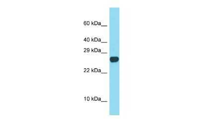 Western Blot SPACA3 Antibody - BSA Free
