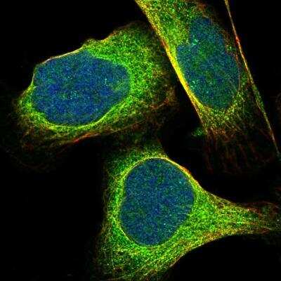 Immunocytochemistry/Immunofluorescence: SPAG1 Antibody [NBP2-47266] - Staining of human cell line U-2 OS shows localization to cytosol. Antibody staining is shown in green.