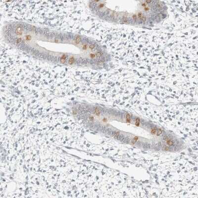Immunohistochemistry-Paraffin: SPAG1 Antibody [NBP2-47266] - Staining of human endometrium shows moderate cytoplasmic positivity in ciliated glandular cells.