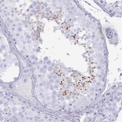 Immunohistochemistry-Paraffin SPAG4 Antibody