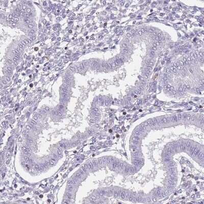 Immunohistochemistry-Paraffin SPAG4L Antibody