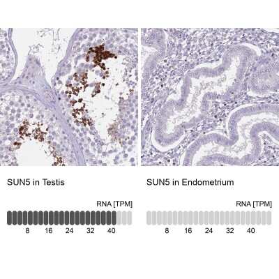 Immunohistochemistry-Paraffin SPAG4L Antibody