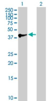 Western Blot: SPAG4L Antibody [H00140732-B01P] - Analysis of SPAG4L expression in transfected 293T cell line by SPAG4L polyclonal antibody.  Lane 1: SPAG4L transfected lysate(41.8 KDa). Lane 2: Non-transfected lysate.