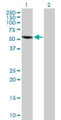 Western Blot: SPAG6 Antibody [H00009576-D01P] - Analysis of SPAG6 expression in transfected 293T cell line by SPAG6 polyclonal antibody.Lane 1: SPAG6 transfected lysate(55.50 KDa).Lane 2: Non-transfected lysate.