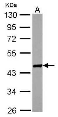 Western Blot: SPAG6 Antibody [NBP2-20463] - Sample (30 ug of whole cell lysate) A: MCF-7 10% SDS PAGE gel, diluted at 1:1000.