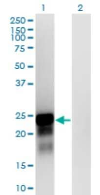 Western Blot SPANXN3 Antibody (1F11) - Azide and BSA Free