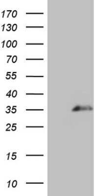 Western Blot SPANXN3 Antibody (OTI4B1) - Azide and BSA Free