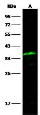 Western Blot: SPARC Antibody (001) [NBP2-90612] - Anti-SPARC rabbit monoclonal antibody at 1:500 dilution. Lane A: A549 Whole Cell Lysate. Lysates/proteins at 30 ug per lane. Secondary Goat Anti-Rabbit IgG H&L (Dylight 800) at 1/10000 dilution. Developed using the Odyssey technique. Performed under reducing conditions. Predicted band size: 35 kDa. Observed band size: 40 kDa