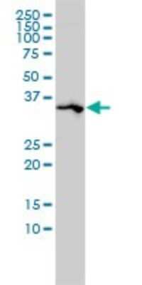 Western Blot: SPARC Antibody (1B2) [H00006678-M02] - SPARC monoclonal antibody (M02), clone 1B2 Analysis of SPARC expression in A-431.