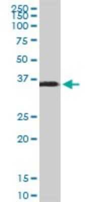 Western Blot: SPARC Antibody (1B2) [H00006678-M02] - SPARC monoclonal antibody (M02), clone 1B2. Analysis of SPARC expression in human kidney.