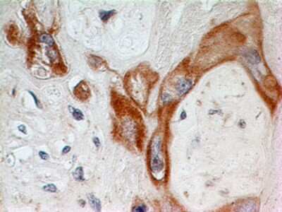 Immunohistochemistry-Paraffin: SPARC Antibody [NBP2-27371] - FFPE human placenta stained with SPARC antibody (5 ug/ml), peroxidase-conjugate and DAB chromogen.