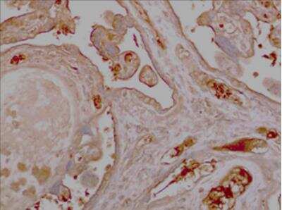 Immunohistochemistry-Paraffin: SPARC Antibody (MM0557-8N38) [NBP2-11913] - 10% Buffer formalin fixed and parffine embedded human placental tissue section (4um) is subjected IHC staining using NBP2-11913. Tissue section was pretreated in citric buffer (ph6.0) with microwave for antige retrieval before IHC is applied.   