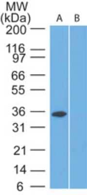 Western Blot: SPARC Antibody [NBP2-27371] - Analysis of human A375 lysate probled with SPARC antibody at 2 ug/ml. goat anti-rabbit Ig HRP secondary antibody and PicoTect ECL substrate solution were used for this test.