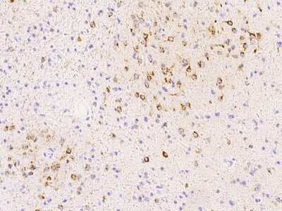 Immunohistochemistry-Paraffin: SPARC-like 1/SPARCL1 Antibody [NBP2-98700] - Immunochemical staining of human SPARC-like 1/SPARCL1 in human brain with rabbit polyclonal antibody at 1:500 dilution, formalin-fixed paraffin embedded sections.