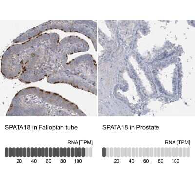 Immunohistochemistry-Paraffin: SPATA18 Antibody [NBP1-81984] - Analysis in human fallopian tube and prostate tissues using NBP1-81984 antibody. Corresponding SPATA18 RNA-seq data are presented for the same tissues.