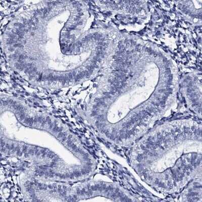 Immunohistochemistry-Paraffin SPATA19 Antibody