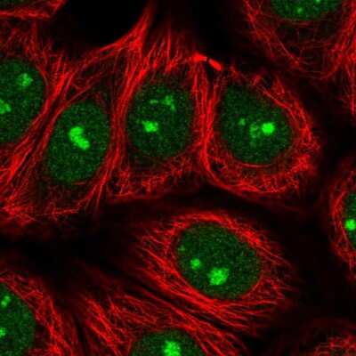 Immunocytochemistry/Immunofluorescence: SPATA2 Antibody [NBP2-56803] - Staining of human cell line MCF7 shows localization to nucleus & nucleoli fibrillar center. Antibody staining is shown in green.