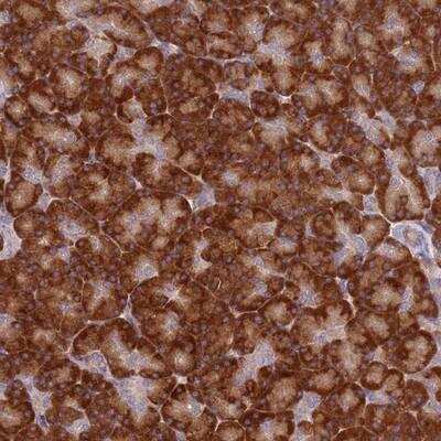 Immunohistochemistry-Paraffin: SPATA2 Antibody [NBP2-13369] - Staining of human pancreas shows strong cytoplasmic positivity in exocrine glandular cells.