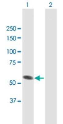 Western Blot: SPATA2 Antibody [H00009825-B01P] - Analysis of SPATA2 expression in transfected 293T cell line by SPATA2 polyclonal antibody.  Lane 1: SPATA2 transfected lysate(57.2 KDa). Lane 2: Non-transfected lysate.