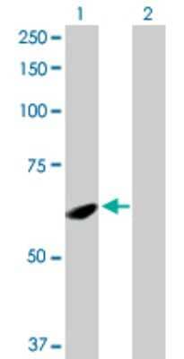 Western Blot: SPATA2 Antibody [H00009825-D01P] - Analysis of SPATA2 expression in transfected 293T cell line by SPATA2 polyclonal antibody.Lane 1: SPATA2 transfected lysate(58.40 KDa).Lane 2: Non-transfected lysate.