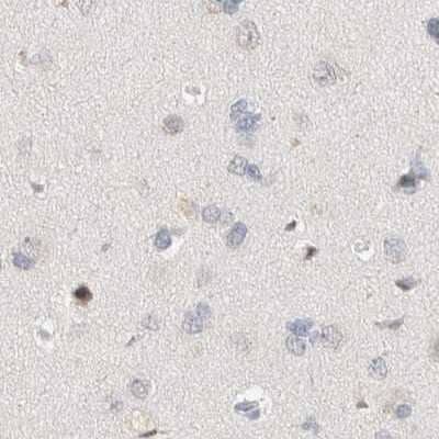 Immunohistochemistry-Paraffin: SPATA20 Antibody [NBP1-82146] - Staining of human cerebral cortex.