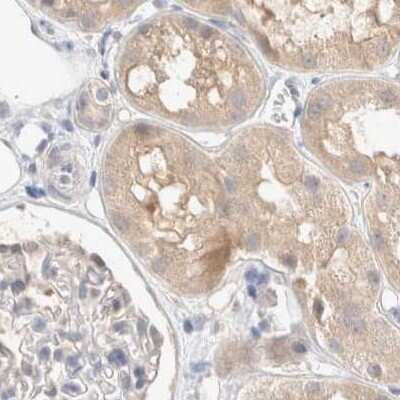 Immunohistochemistry-Paraffin: SPATA20 Antibody [NBP1-82146] - Staining of human kidney.