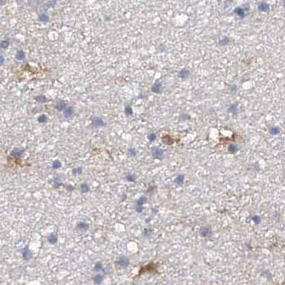 Immunohistochemistry-Paraffin: SPATA20 Antibody [NBP1-82148] - Staining of human cerebral cortex.