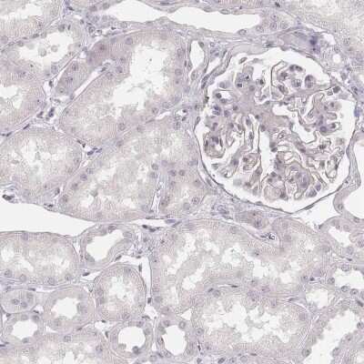 Immunohistochemistry-Paraffin: SPATA24 Antibody [NBP1-92429] - Staining of human kidney shows low expression as expected.