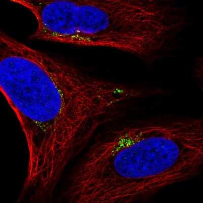 Immunocytochemistry/ Immunofluorescence SPATA25 Antibody - BSA Free