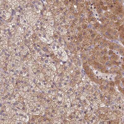 Immunohistochemistry-Paraffin: SPATA2L Antibody [NBP2-47265] - Staining of human adrenal gland shows cytoplasmic positivity in glandular cells.