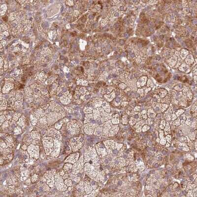 Immunohistochemistry-Paraffin: SPATA2L Antibody [NBP2-48765] - Staining of human adrenal gland shows cytoplasmic positivity in glandular cells.