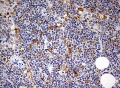 Immunohistochemistry: SPATA2L Antibody (OTI3F6) - Azide and BSA Free [NBP2-74310] - Analysis of Human lymph node tissue.