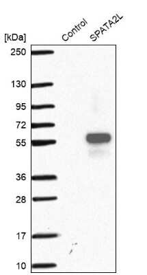 Western Blot: SPATA2L Antibody [NBP2-48765] - Analysis in control (vector only transfected HEK293T lysate) and SPATA2L over-expression lysate (Co-expressed with a C-terminal myc-DDK tag (3.1 kDa) in mammalian HEK293T cells).