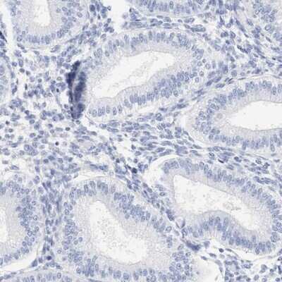 Immunohistochemistry-Paraffin SPATA3 Antibody