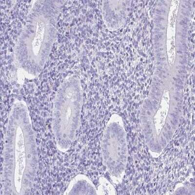 Immunohistochemistry-Paraffin: SPATA4 Antibody [NBP1-80731] - Staining of human endometrium shows low expression as expected.
