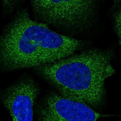Immunocytochemistry/Immunofluorescence: SPATA5 Antibody [NBP2-38302] - Staining  of human cell line U-2 OS shows positivity in cytoplasm. Antibody staining is shown in green.