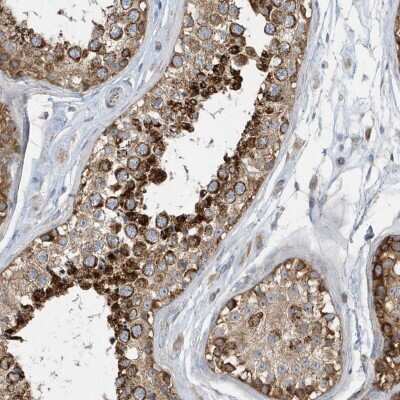 Immunohistochemistry-Paraffin: SPATA5 Antibody [NBP2-38302] - Staining of human testis shows strong cytoplasmic positivity in cells in seminiferus ducts.