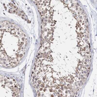 Immunohistochemistry-Paraffin: SPATA5 Antibody [NBP1-89214] - Staining of human testis shows moderate cytoplasmic positivity in cells in seminiferous ducts.