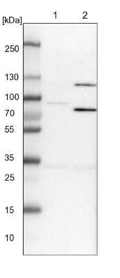 Western Blot SPATA5 Antibody - BSA Free
