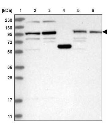 Western Blot SPATA5 Antibody - BSA Free